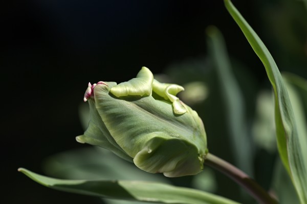 Parrot Tulip Bud  by Joy Watson